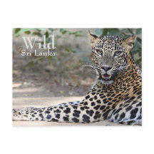 Sri Lanka Leopard