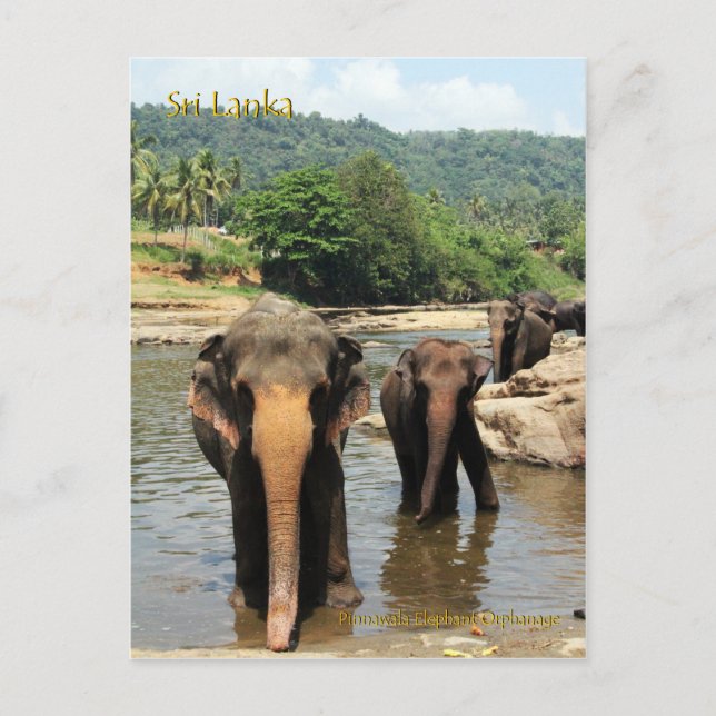 Carte Postale Sri Lanka, orphelinat d'éléphants de Pinnawala (Devant)