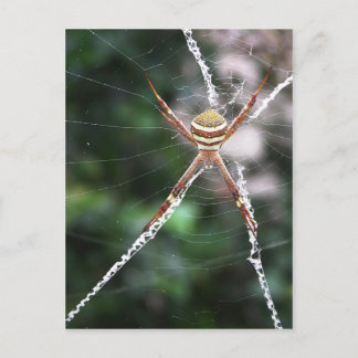 Carte postale St Andrews Cross Spider