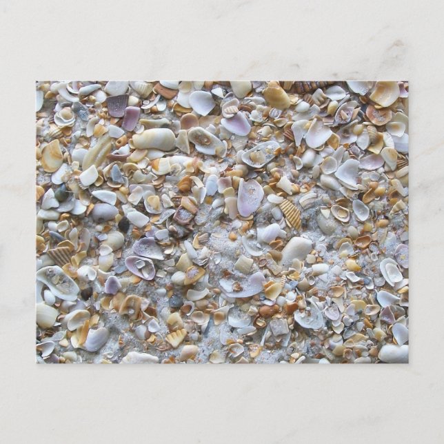 Carte Postale St. Augustine Beach Sand. Minuscules coquilles Flo (Devant)