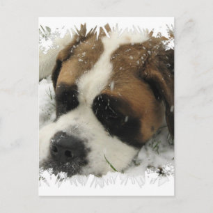 Carte postale St Bernard Dog