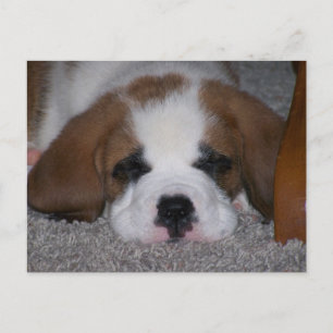Carte postale St. Bernard Puppy