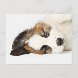 Carte Postale St. Bernard Puppy