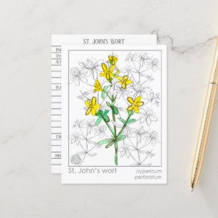 Carte Postale St. John's Wort Herb Materia Medica Cards Herbal
