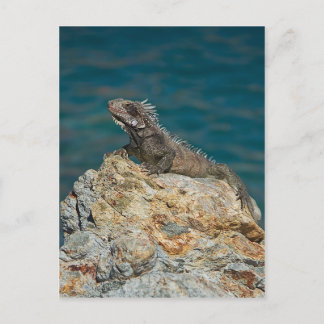 Carte Postale St. Thomas, Iguana