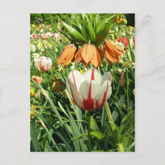 Carte Postale Stacey's Floral Design