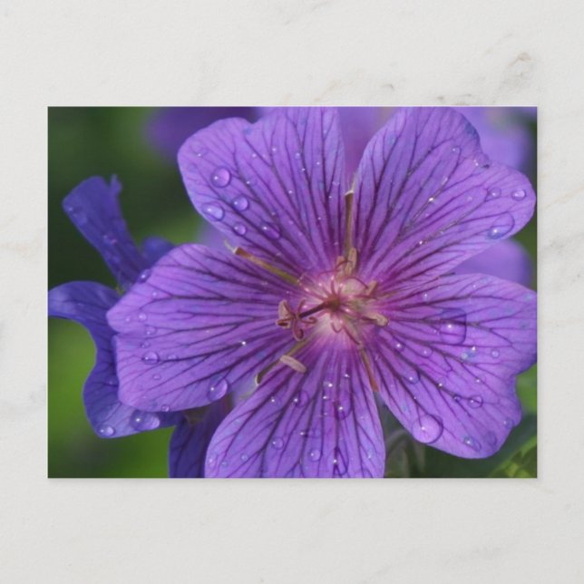 Carte Postale Stacey's Floral Design (Devant)