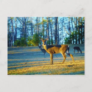 Carte Postale Stade / Buck Deer, Ciel bleu clair