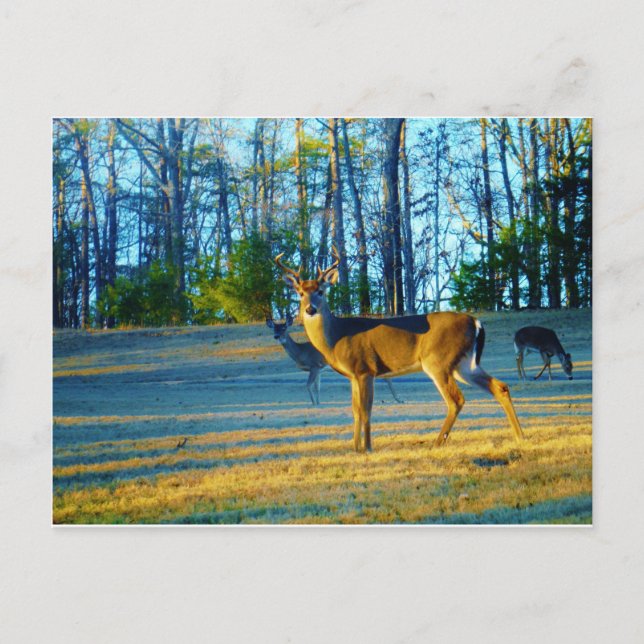 Carte Postale Stade / Buck Deer, Ciel bleu clair (Devant)