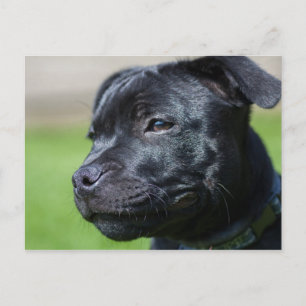 carte postale stafford shire bullrier