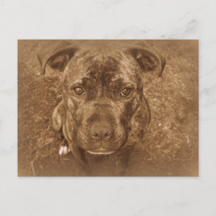 Carte Postale Staffordshire Bull Terrier