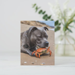 Carte Postale Staffy Est Des Amis Avec Un Crabe De Plage,