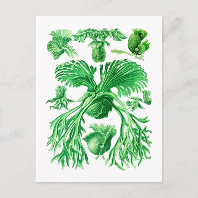 Carte Postale Staghorn Fern (Devant)