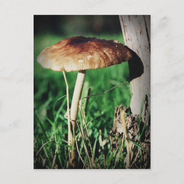 Carte Postale Stalk (Devant)