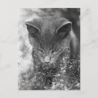 Carte Postale Stalking pour chats gris