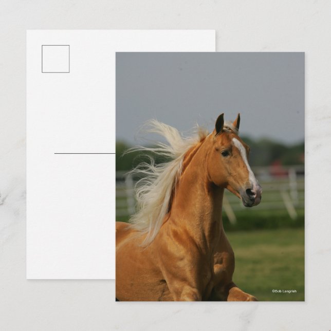Carte Postale Stallion à cheval Palomino Tennesee (Devant / Derrière)