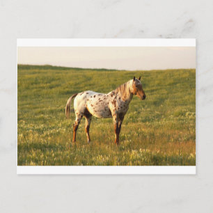 Carte Postale Stallion à cheval tacheté