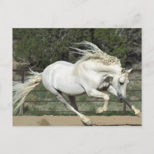 Carte Postale Stallion andalou courant, PR