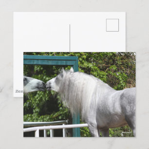 Carte Postale Stallion Andalou Gris Regardant En Miroir