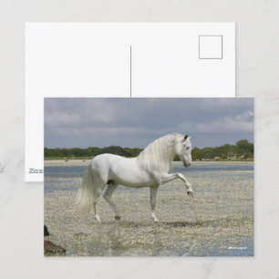 Carte Postale Stallion Andalou Gris Se Trouvant Dans Le Lac