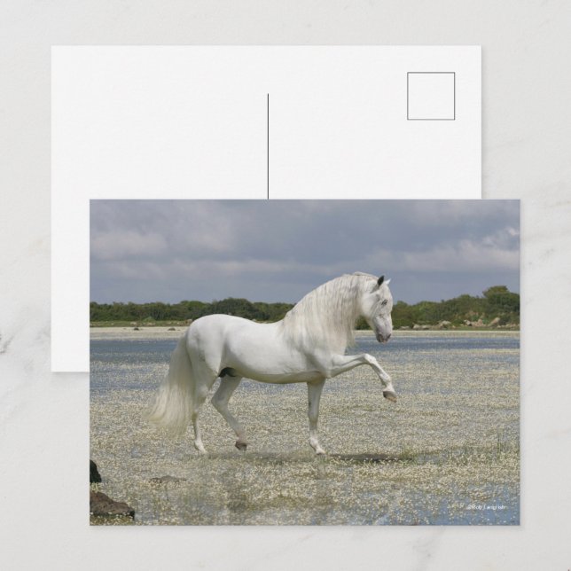 Carte Postale Stallion Andalou Gris Se Trouvant Dans Le Lac (Devant / Derrière)