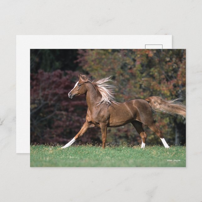 Carte Postale Stallion Arabe Courant Fluant Mane Et Queue (Devant / Derrière)