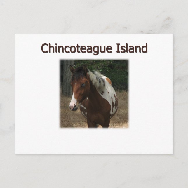 Carte Postale Stallion des Pony de l'île de Chincoteague (Devant)