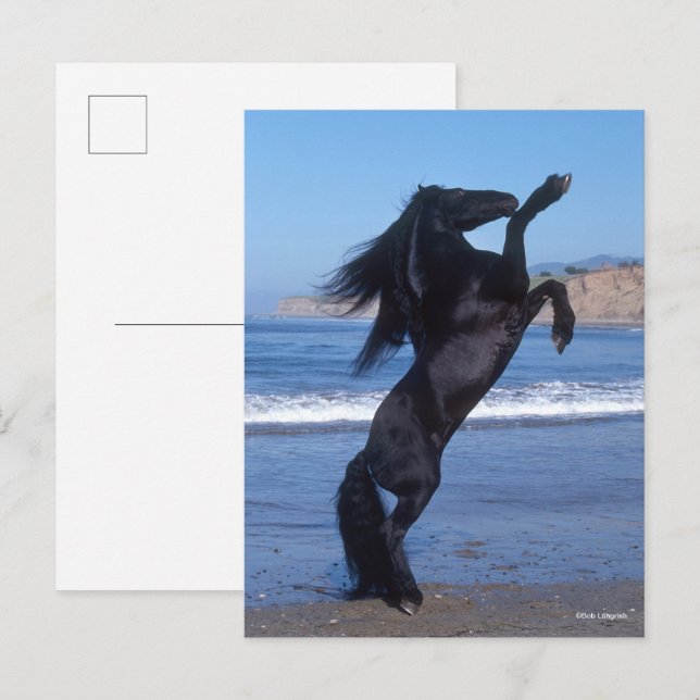Carte Postale Stallion Friésien Noir Élevant Sur La Plage (Devant / Derrière)