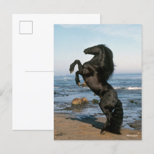 Carte Postale Stallion Friésien Noir Élevant Sur La Plage
