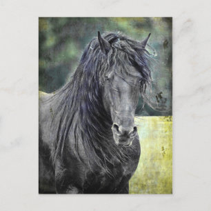 Carte Postale Stallion friésienne