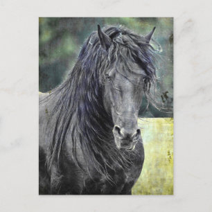 Carte Postale Stallion friésienne