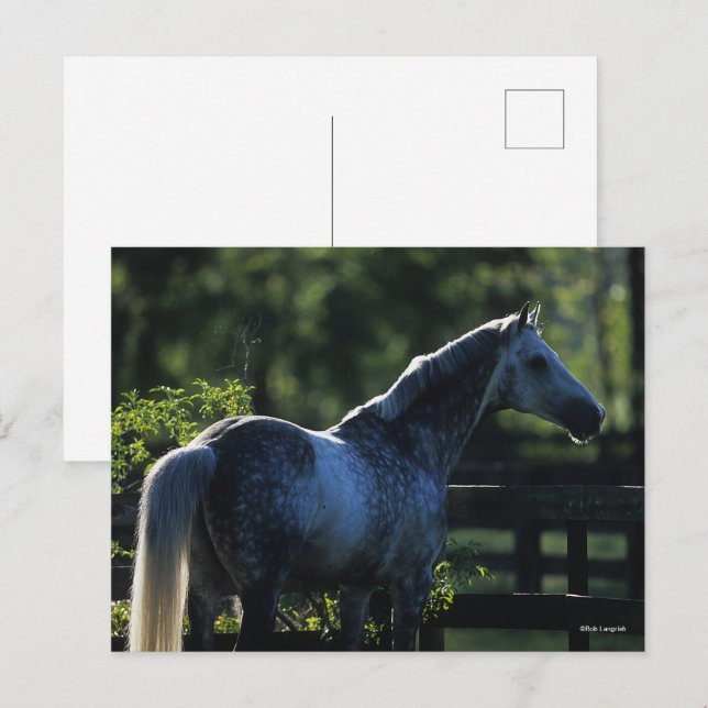Carte Postale Stallion Hanoverian gris pomme debout (Devant / Derrière)