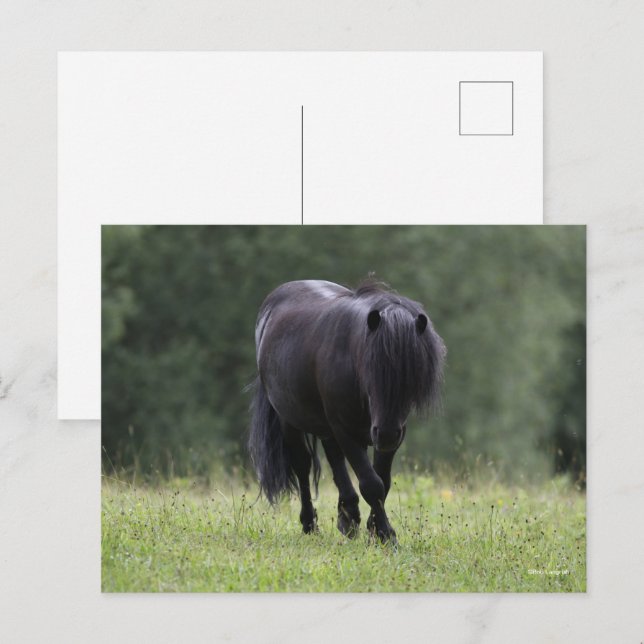 Carte Postale Stallion noir de Shetland Pony marchant (Devant / Derrière)