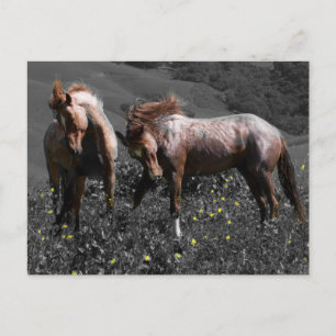 Carte Postale Stallion Spar