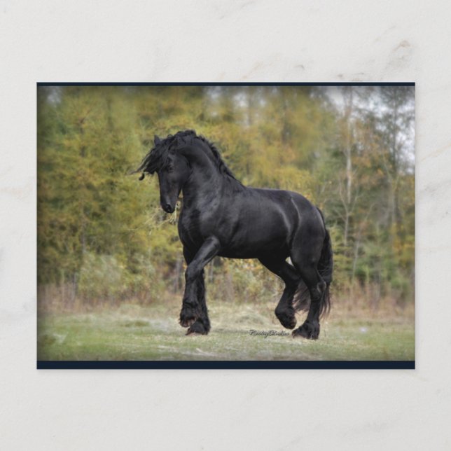 Carte Postale Stallion Strut (Devant)