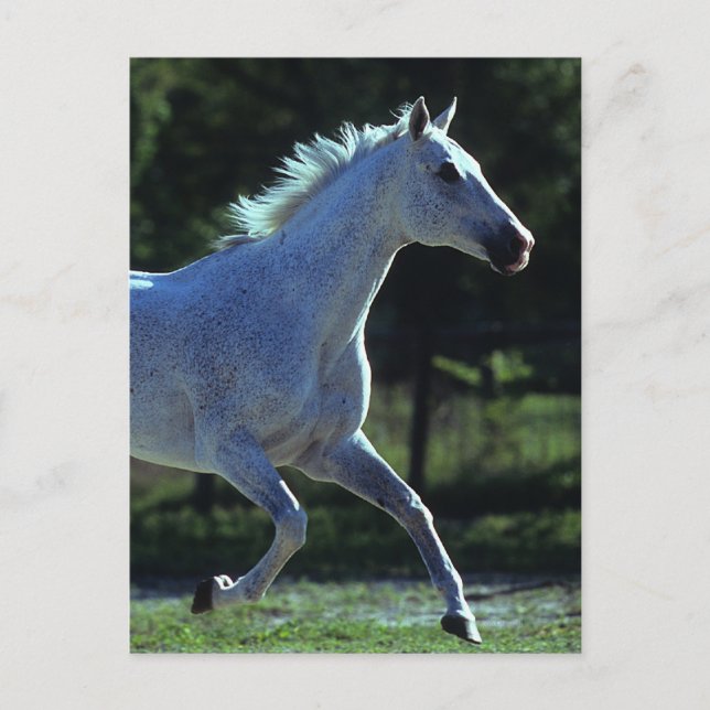 Carte Postale Stallion Thoroughbred Running (Devant)