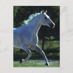 Carte Postale Stallion Thoroughbred Running