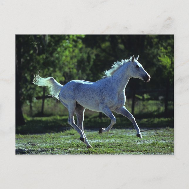 Carte Postale Stallion Thoroughbred Running (Devant)