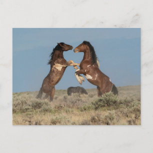 Carte Postale Stallions de Cheval Sauvage combattant