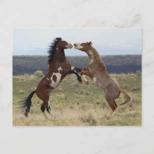 Carte Postale Stallions de combat, montagnes de Steens, Oregon