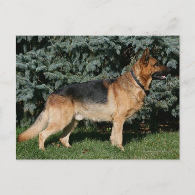 Carte Postale Stand de spectacle berger allemand (Devant)
