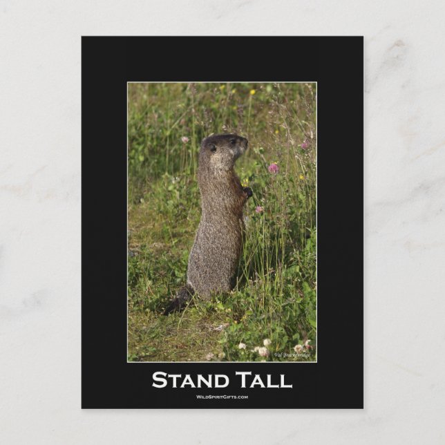 Carte postale Stand Tall Marmot (Devant)