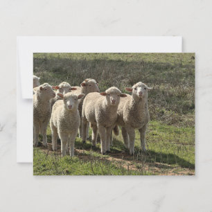 Carte postale standard
