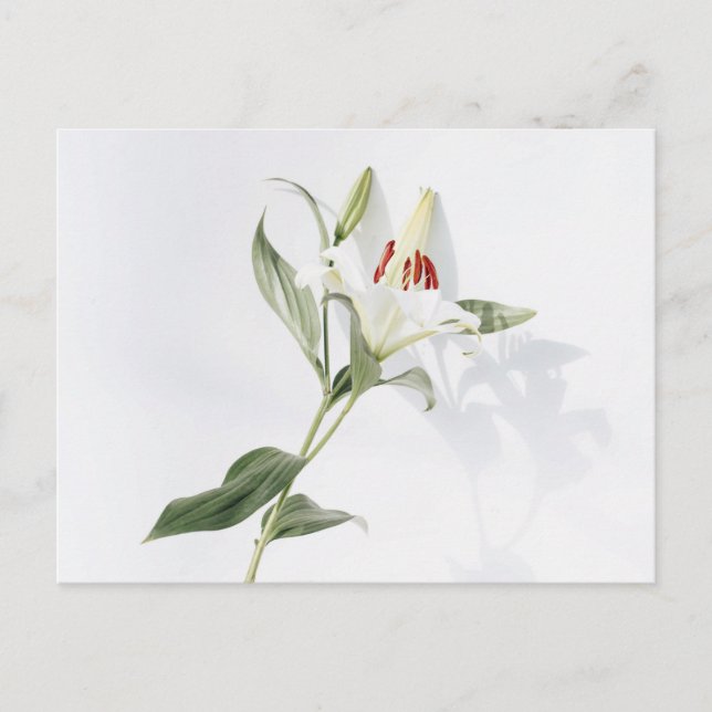 Carte postale standard (Devant)
