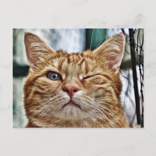 Carte postale standard (Devant)