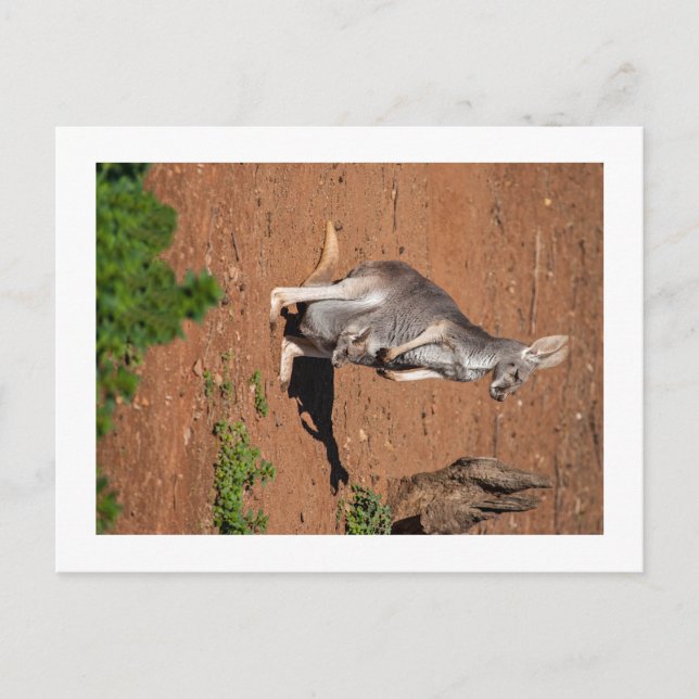 Carte postale standard (Devant)