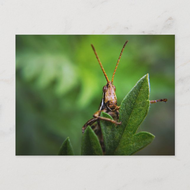 Carte postale standard (Devant)