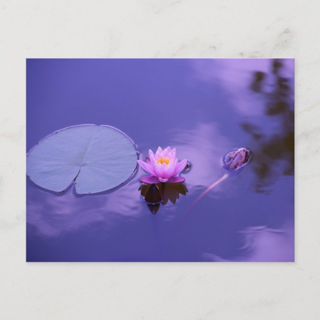 Carte postale standard (Devant)