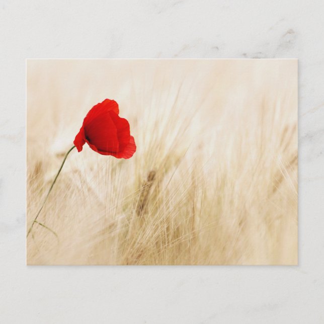 Carte postale standard (Devant)