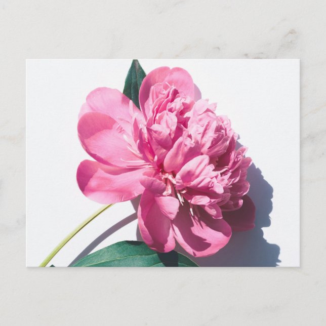 Carte postale standard (Devant)